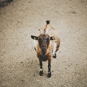brown goat thumbnail