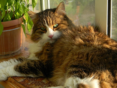 cat lying beside window thumbnail