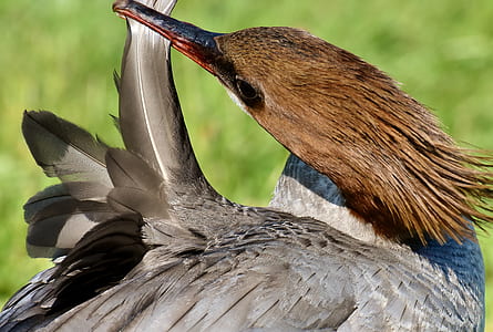 close-up photography of female typical merganser duck thumbnail