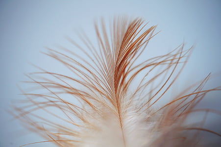 brown feather on macro shot thumbnail