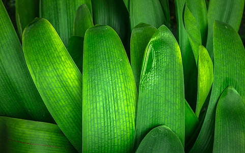 close up photography of green leaf plant thumbnail