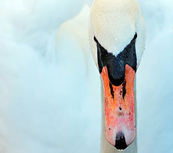 white and black goose thumbnail
