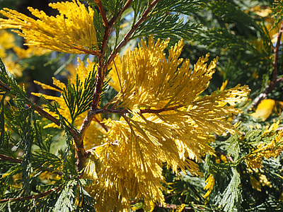 Incense Cedar, California Incense Cedar thumbnail