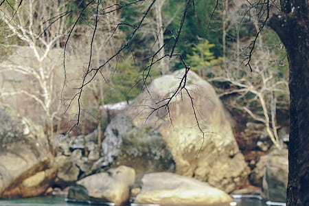 gray stone near river and forest thumbnail
