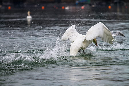 white swan on water thumbnail