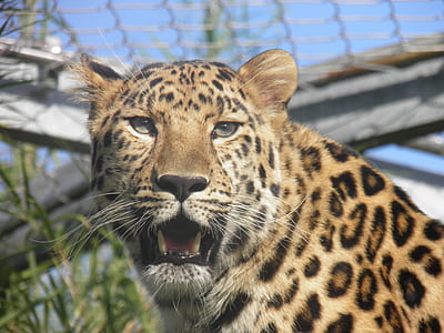 leopard showing fang thumbnail