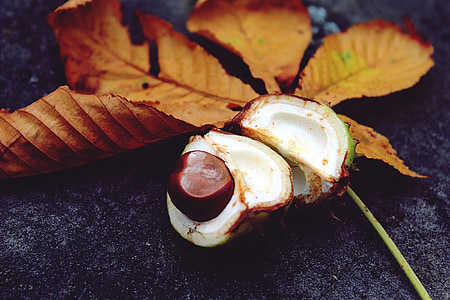 white fruit beside dried leaf thumbnail