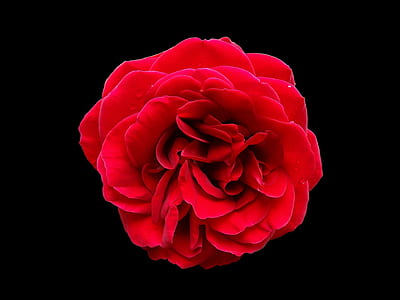 red rose illustration thumbnail