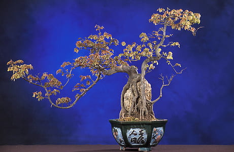 beige bonsai plant thumbnail