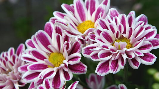 nature, flowers, petals, plant thumbnail