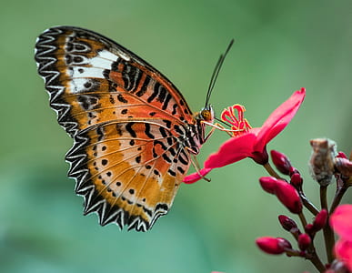 orange, yellow, and black butterfly on red flower selective-focus photography thumbnail