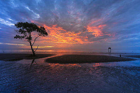 silhouette tree on swamp thumbnail