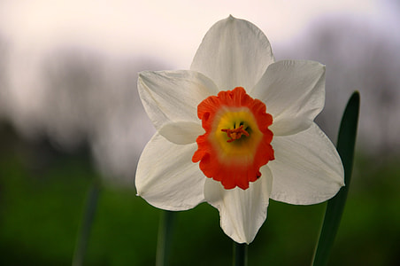 close up photo of red and white Daffodil flower at daytime thumbnail