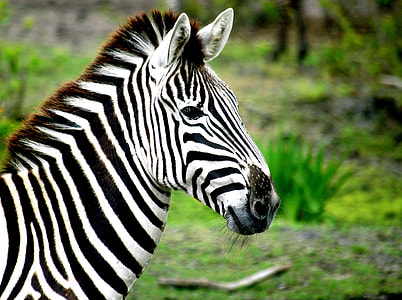 selective focus photography of Zebra thumbnail