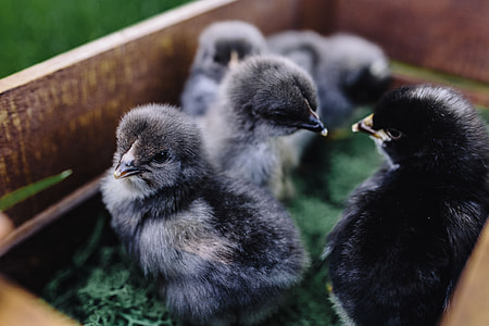 Black baby chicks thumbnail