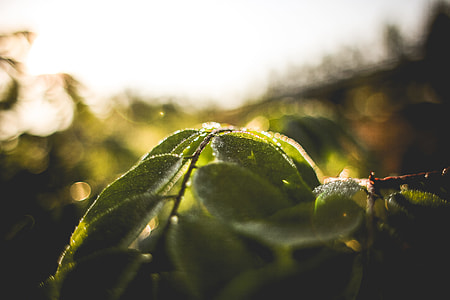 Green Leaves With Morning Dew thumbnail