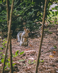 squirrel near plants thumbnail