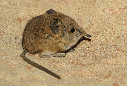 kangaroo rodent thumbnail