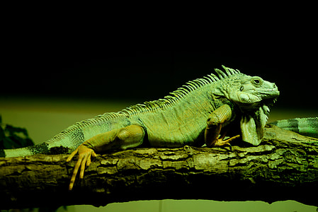 green iguana on tree branch thumbnail