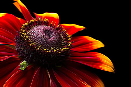 Closeup Photo of Red-and-yellow Petaled Flower thumbnail