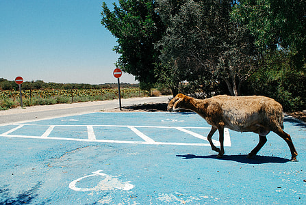 Sheep on the road thumbnail