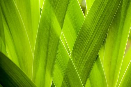 nature, texture, garden, plant thumbnail