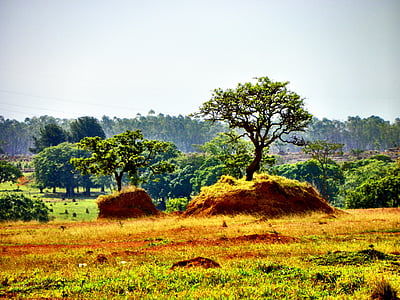 green trees at daytime photography thumbnail