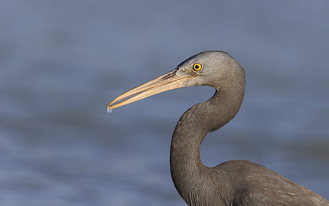 gray bird thumbnail