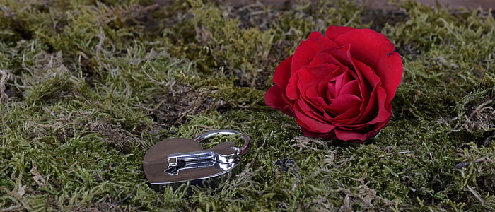 red rose flower and gray heart padlock and key on grass thumbnail
