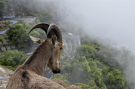 gray and black goat thumbnail