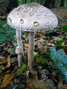 closeup photo of gray and brown fungi thumbnail