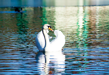 white and black duck on body of water thumbnail