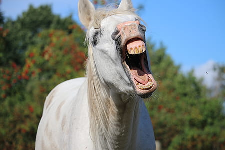 white horse during daytime photography thumbnail