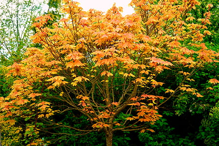 nature, forest, trees, leaves thumbnail