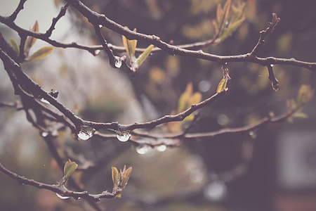 close up shot of tree branches with leaves thumbnail