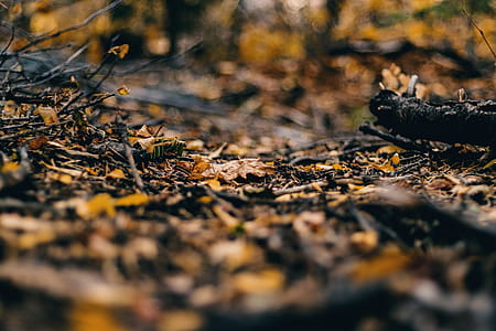 Leaves Close-up Photography thumbnail