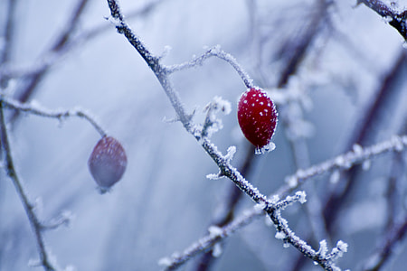 red fruit bearing snow filled tree thumbnail