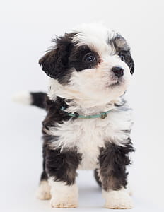 Close-Up Photo of Furry Puppy thumbnail