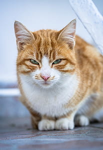 close-up photo of reclining orange cat thumbnail