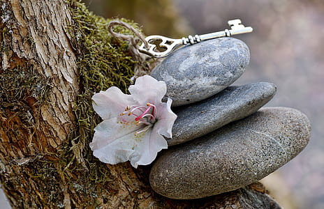 white flower beside gray stones thumbnail