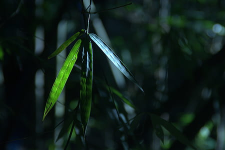 bamboo leaves thumbnail