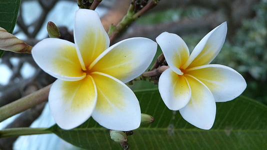 white-and-yellow Plumeria flower thumbnail