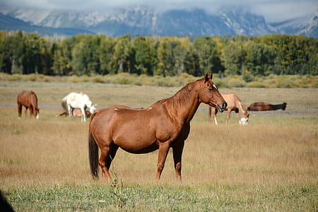 brown horse on grass field during daytime thumbnail