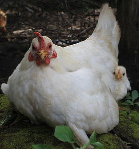 white hen with chick beside grass plant at daytime thumbnail