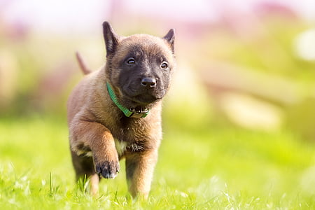 short-coated brown dog on grass field during daytime thumbnail