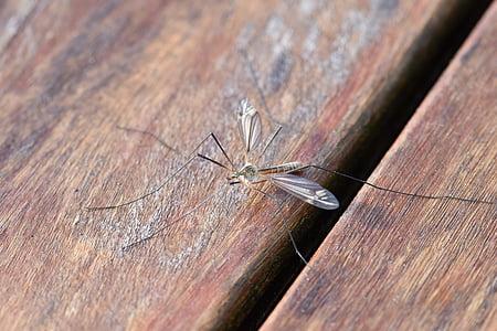 brown crane fly on brown wooden surface thumbnail