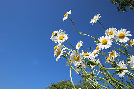 low angle photography of white daisies in bloom thumbnail