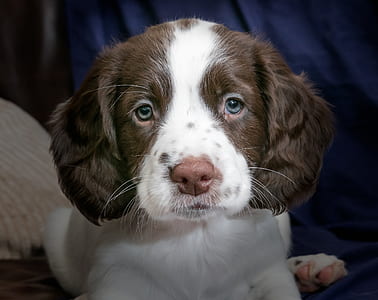 close-up photography of long-coated brown and white puppy thumbnail