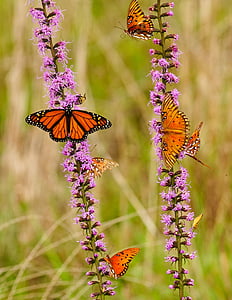 monarch butterfly and gulf fritillary butterflies on pink flower thumbnail