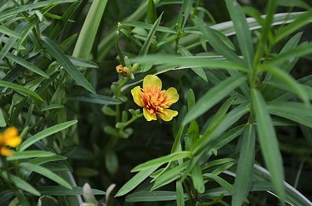 yellow and orange peony flower in bloom thumbnail
